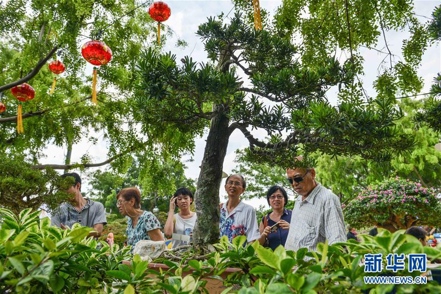 （國際）（5）馬來西亞舉辦國際盆景展