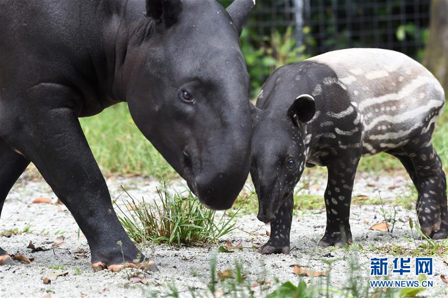 [3]（外代二線）動物園里的小生靈