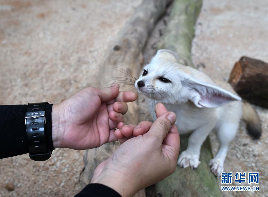 [4]（外代二線）動物園里的小生靈