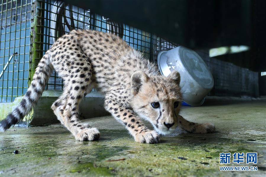 [6]（外代二線）動物園里的小生靈