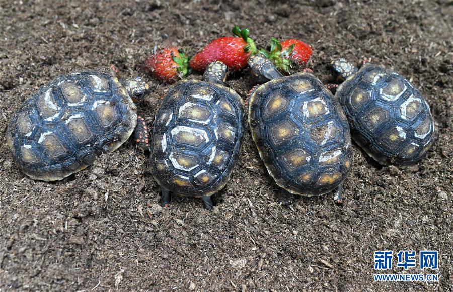 [7]（外代二線）動物園里的小生靈