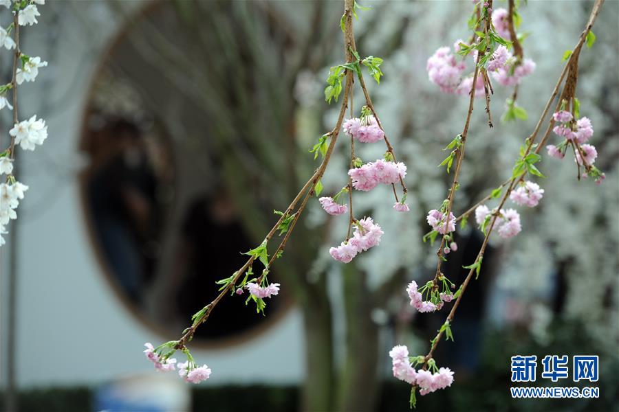 （XHDW）（3）“粉色之戀”花展亮相新加坡濱海灣花園